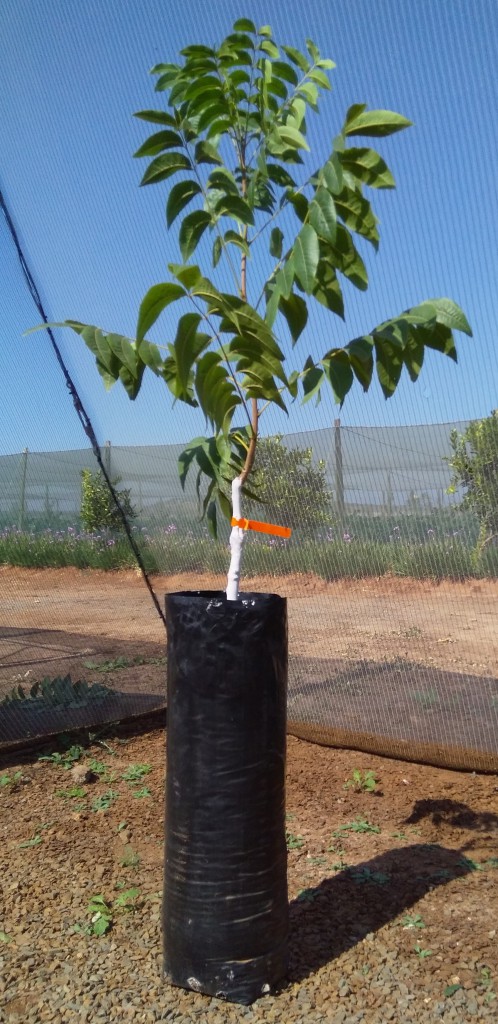 pmmsa verkope pmmsa verkope